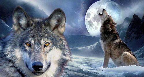 国产ko狼王推荐视频